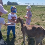 Dzieci karmią kozę.