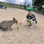 chłopiec karmi zwierzątko.
