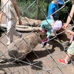 dzieci karmią kapibarę.