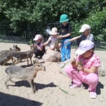 Dziewczynki karmią zwierzęta.