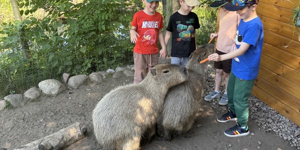 chłopcy karmią kapibary.